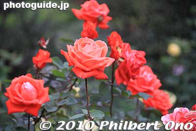 Roses in Hibiya Park, Tokyo.
Keywords: tokyo chiyoda-ku hibiya koen park flowers roses japanaki