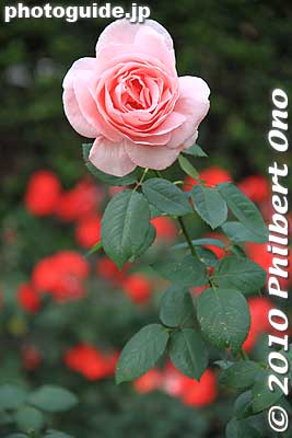 Keywords: tokyo chiyoda-ku hibiya koen park flowers roses 