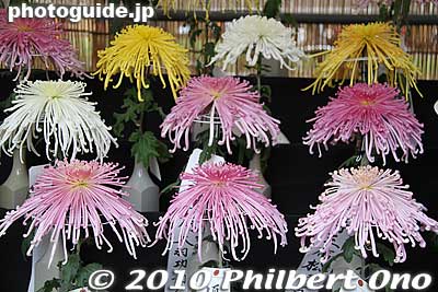 Keywords: tokyo chiyoda-ku hibiya koen park chrysanthemum flowers show kiku festival matsuri11