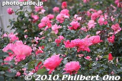 Keywords: tokyo chiyoda-ku hibiya koen park roses flowers 