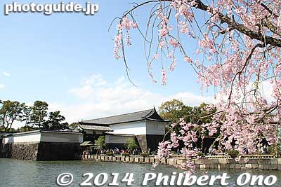Weeping cherry blossoms near Otemon gate.
Keywords: tokyo chiyoda-ku imperial palace kokyo bridge moat