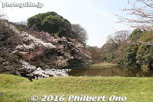 Dokan Moat, named after the founder of Edo Castle.
Keywords: tokyo chiyoda-ku imperial palace inui-dori sakura cherry blossoms