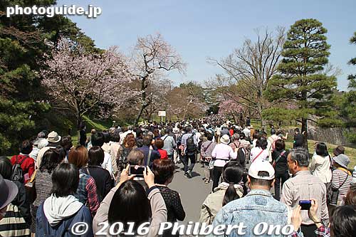 Inui-dori is overrated. But because it's the Imperial Palace and the path is not normally open to the public, it has the image of exclusivity so lots of people want to see it.
Keywords: tokyo chiyoda-ku imperial palace inui-dori sakura cherry blossoms