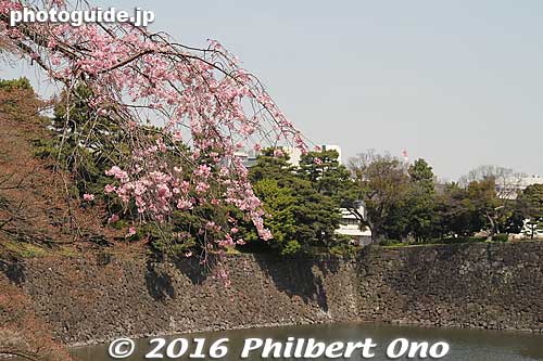  They will do major gardening work from this year, so Inui-dori will not be open this fall and next spring. Have to wait until fall 2017 to see this again.
Keywords: tokyo chiyoda-ku imperial palace inui-dori sakura cherry blossoms