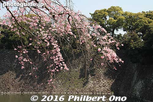 Cherry blossoms on Inui-dori, Imperial Palace
Keywords: tokyo chiyoda-ku imperial palace inui-dori sakura cherry blossoms japanflower