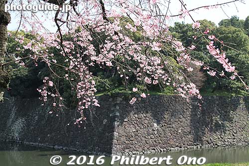 Cherry blossoms on Inui-dori, Imperial Palace
Keywords: tokyo chiyoda-ku imperial palace inui-dori sakura cherry blossoms japancastle