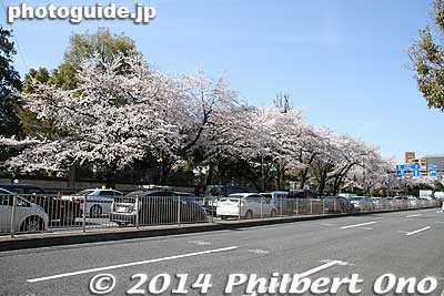 Cherry blossoms in front of British Embassy near Hanzomon.
Keywords: tokyo chiyoda-ku imperial palace kokyo hanzomon sakura cherry blossoms