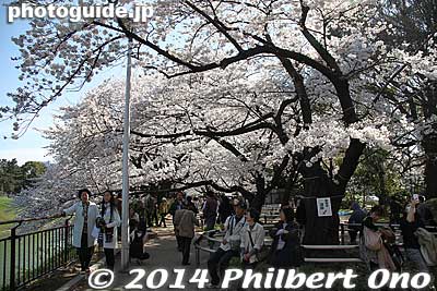 Keywords: tokyo chiyoda-ku imperial palace kokyo hanzomon sakura cherry blossoms