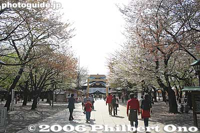 Cherry blossom path to shrine
Keywords: tokyo chiyoda-ku yasukuni shrine jinja war 