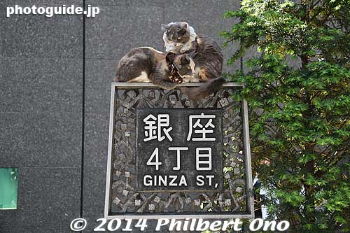 Cats posing.
Keywords: tokyo chuo-ku ginza