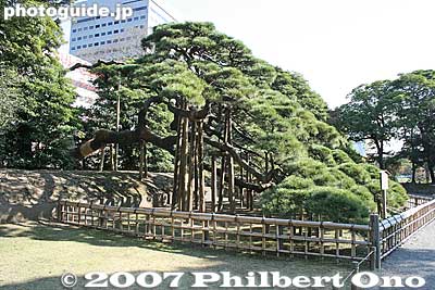 Side view of 300-year-old pine tree
Keywords: tokyo chuo-ku hama-rikyu garden pine tree matsu