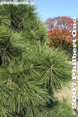 Many pine trees in the garden
Keywords: tokyo chuo-ku hama-rikyu garden pine needles tree matsu
