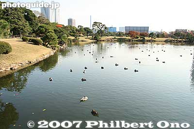 Shiori-no-Ike Pond with ducks. This is a tidal pond.
Keywords: tokyo chuo-ku hama-rikyu garden pine tree matsu pond