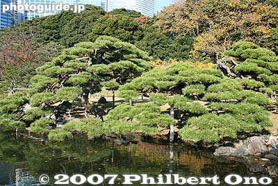 Pine trees along the shore
Keywords: tokyo chuo-ku hama-rikyu garden pine tree matsu pond