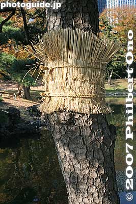 Straw band wrapped around the pine tree trunk to catch bugs crawling on the trunk.
Keywords: tokyo chuo-ku hama-rikyu garden pine tree matsu