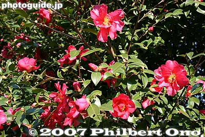 Camellias
Keywords: tokyo chuo-ku hama-rikyu garden flowers camellias