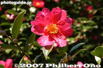 Camellia
Keywords: tokyo chuo-ku ward garden flowers camellias