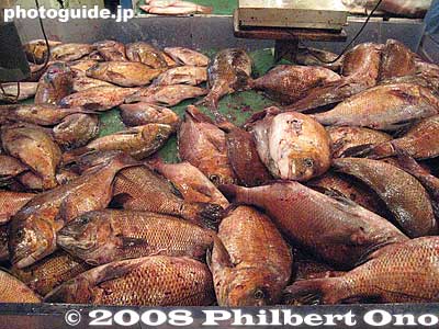 Fish waiting to be decapitated.
Keywords: tokyo chuo-ku tsukiji fish market Metropolitan Central Wholesale Market