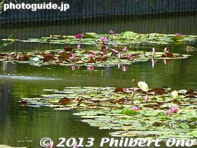 Little too early for lotus in June.
Keywords: tokyo edogawa ward gyosen park heisei japanese garden
