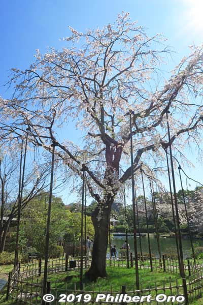 Weeping cherry tree at Edogawa Heisei Garden, Tokyo.
Keywords: tokyo edogawa ward gyosen park heisei japanese garden sakura cherry blossom flowers japanflower