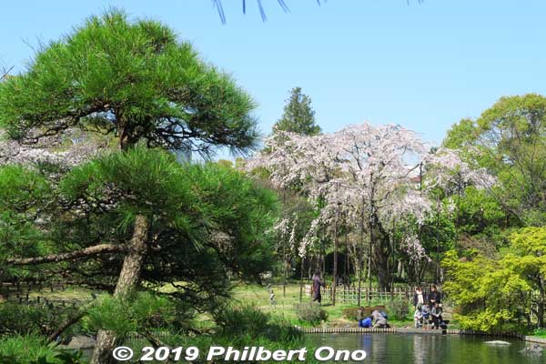 Keywords: tokyo edogawa ward gyosen park heisei japanese garden sakura cherry blossom flowers