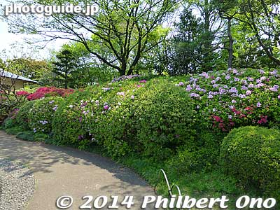 Keywords: tokyo edogawa ward gyosen park heisei japanese garden azalea flowers