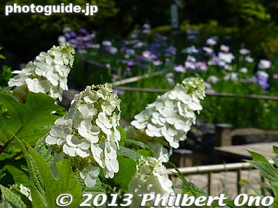 Keywords: tokyo edogawa ward gyosen park heisei japanese garden hydrangea