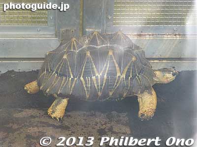 Turtle
Keywords: tokyo edogawa ward gyosen park zoo