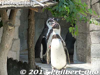 Penguins
Keywords: tokyo edogawa ward gyosen park zoo