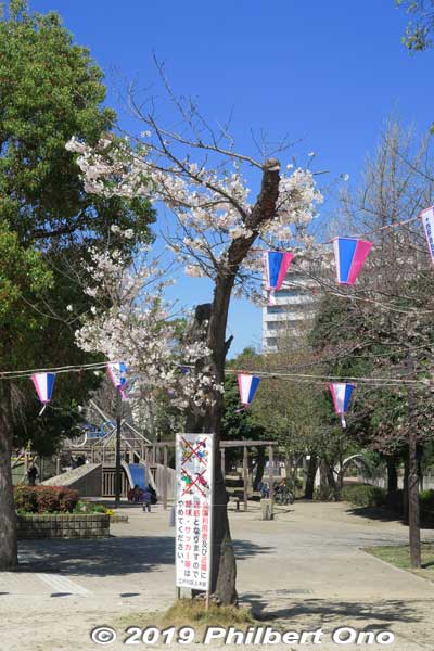 What's left of this cherry tree. Too bad I missed it.
Keywords: tokyo edogawa ukita park sakura cherry blossoms
