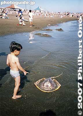 Baby stingray (dead) beached.
Keywords: tokyo edogawa-ku ward kasai rinkai park koen beach ocean