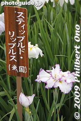 Steepled Ripples from the USA.
Keywords: tokyo edogawa-ku koiwa iris garden matsuri festival flowers 