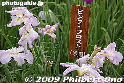 Pink Frost from the USA.
Keywords: tokyo edogawa-ku koiwa iris garden matsuri festival flowers 