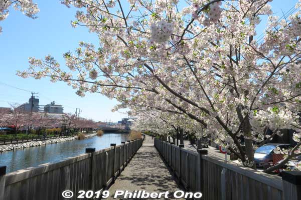 The cherry blossoms are mostly Somei-Yoshino, but I also saw weeping cherries.
Keywords: tokyo edogawa-ku shinkawa shin river cherry blossoms sakura flowers