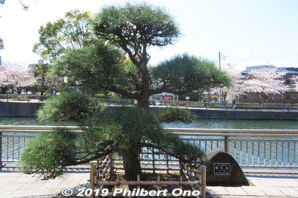 Pine tree amid cherry blossoms.
Keywords: tokyo edogawa-ku shinkawa shin river