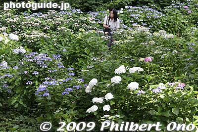 Garden of hydrangea in June at Kyodo-no-Mori Museum.
Keywords: tokyo fuchu Kyodo-no-Mori Museum outdoor park hydrangea ajisai flowers 