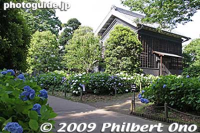 Keywords: tokyo fuchu Kyodo-no-Mori Museum outdoor park hydrangea ajisai flowers 