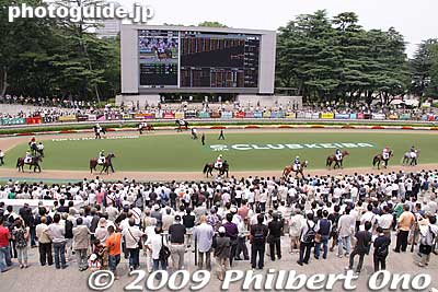 Tokyo Racecourse paddock.
Keywords: tokyo fuchu race course horse racing 