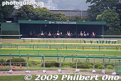 The horses then gather here and walk in a circle.
Keywords: tokyo fuchu race course horse racing 