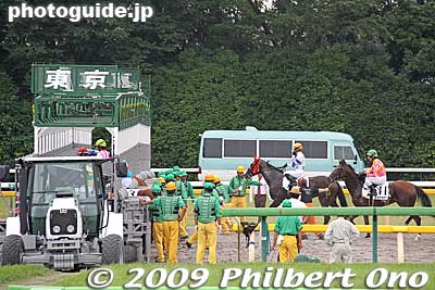 Finally they enter the starting gate. A tractor will pull the gate off the course after they start.
Keywords: tokyo fuchu race course horse racing 