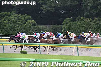 They are running on the dirt track.
Keywords: tokyo fuchu race course horse racing 