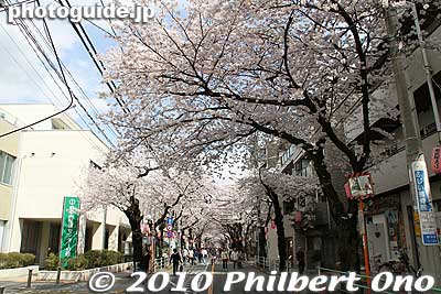 Keywords: tokyo fuchu Sakura-dori road cherry blossoms matsuri