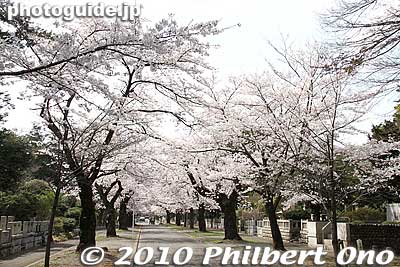 The main roads have cherry trees.
Keywords: tokyo fuchu tama cemetery graves cherry blossoms sakura