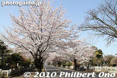 Keywords: tokyo fuchu tama cemetery graves cherry blossoms sakura