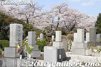 Cherry blossoms and graves at Tama Cemetery.
Keywords: tokyo fuchu tama cemetery graves cherry blossoms sakura