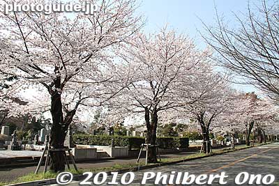 Some of the best sakura trees are on this main road.
Keywords: tokyo fuchu tama cemetery graves cherry blossoms sakura