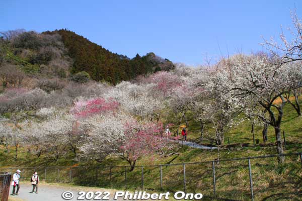 Kogesawa Bairin
Keywords: tokyo hachioji takao baigo ume plum blossoms flowers