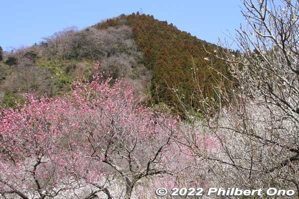 Kogesawa Bairin plum grove at Takao Baigo, Hachioji, Tokyo.
Keywords: tokyo hachioji takao baigo ume plum blossoms flowers