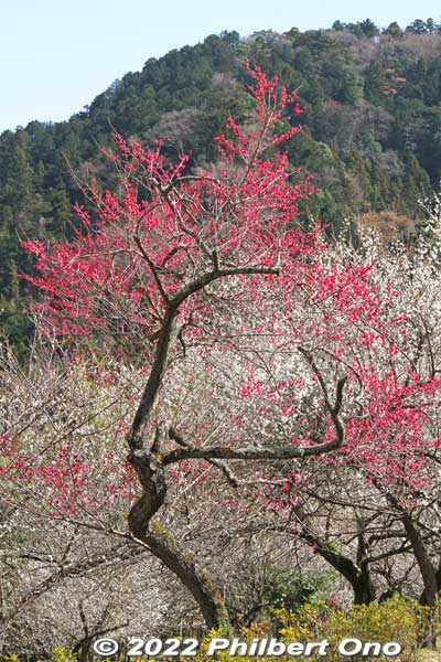 Since they are so few in Takao, the red plums really stand out.
Keywords: tokyo hachioji takao baigo ume plum blossoms flowers
