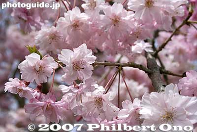 Weeping cherries
Keywords: tokyo hamura tamagawa river weeping cherry blossoms flowers sakura
